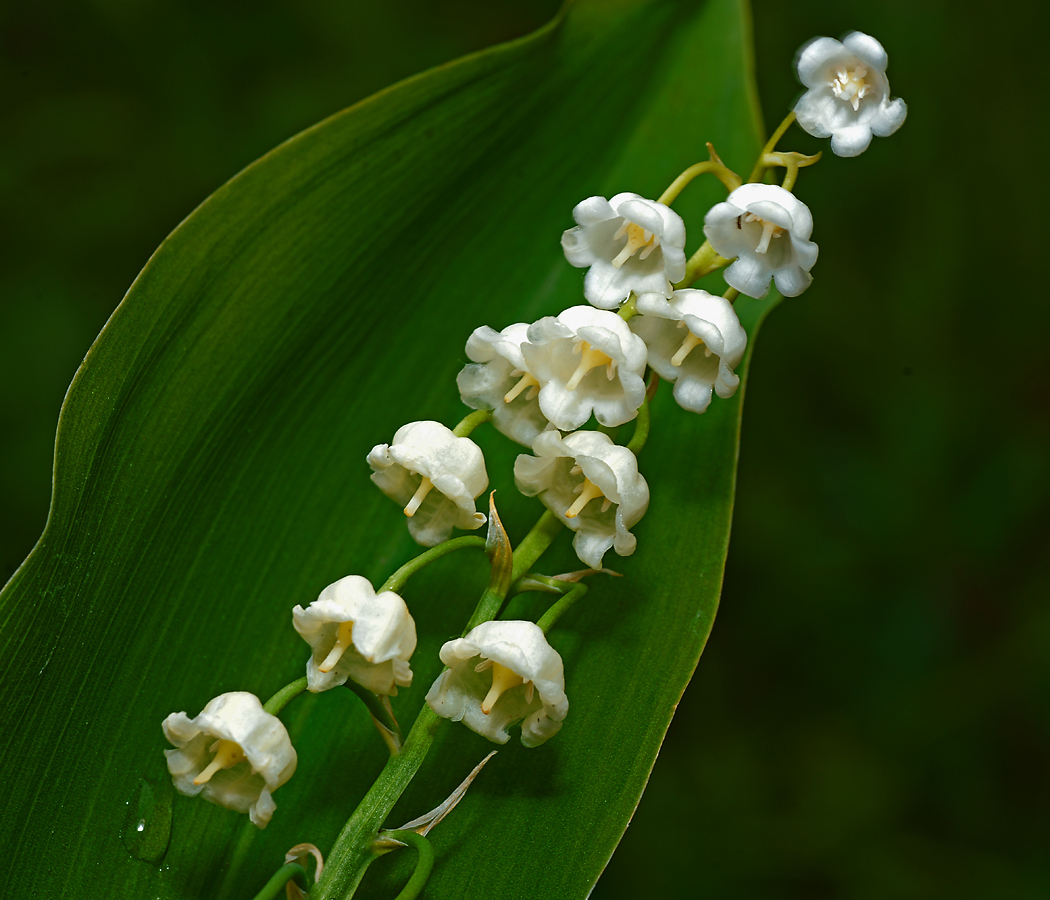 Изображение особи Convallaria majalis.