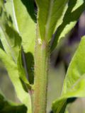Oenothera rubricaulis