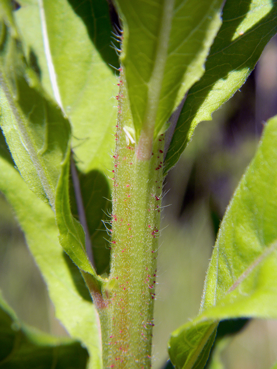 Изображение особи Oenothera rubricaulis.