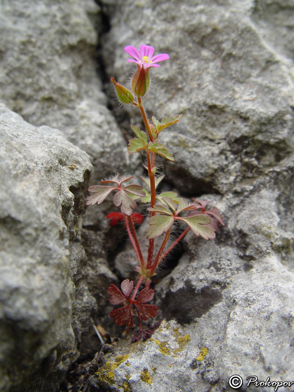 Image of Geranium purpureum specimen.