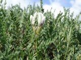 Oxytropis hystrix. Часть растения с соцветием. Казахстан, Восточно-Казахстанская обл., Зайсанский р-н, 19 км ВСВ пос. Сарытерек (быв. Пржевальское, быв. Киндирлик); предгорья хр. Сайкан, полоса адыров, долина р. Калмакпай, около 1000 м н.у.м.; петрофитная пустынная степь на эрозионном склоне долины. 31.05.2016.