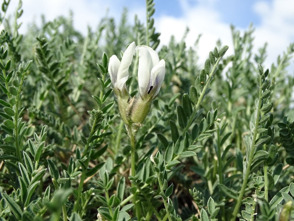 Image of Oxytropis hystrix specimen.