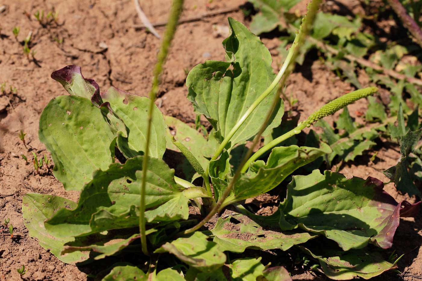 Изображение особи Plantago major.