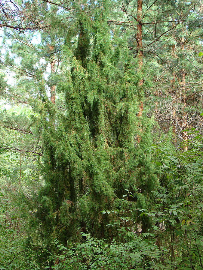 Image of Juniperus communis specimen.