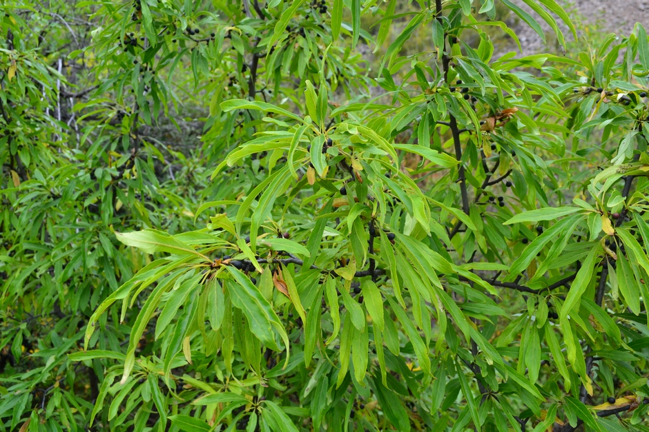 Image of Rhamnus × pissjaukovae specimen.