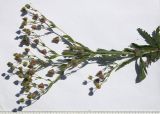 Potentilla recta