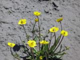 Ranunculus longicaulis разновидность pseudohirculus