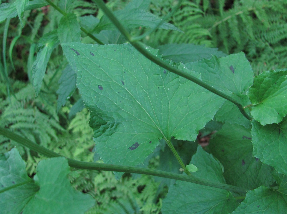 Image of Prenanthes abietina specimen.