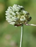 Allium marmoratum