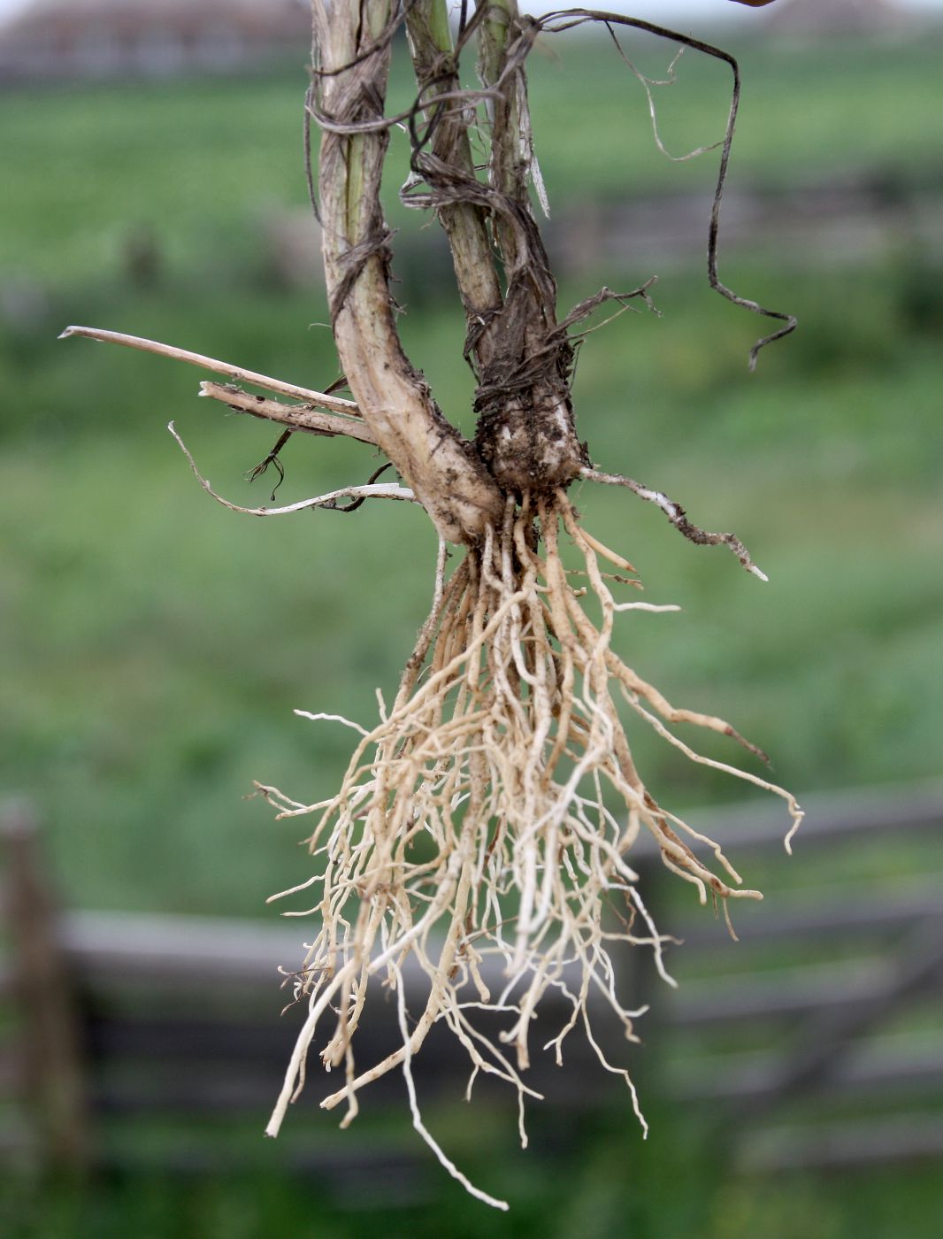 Image of Allium anisopodium specimen.