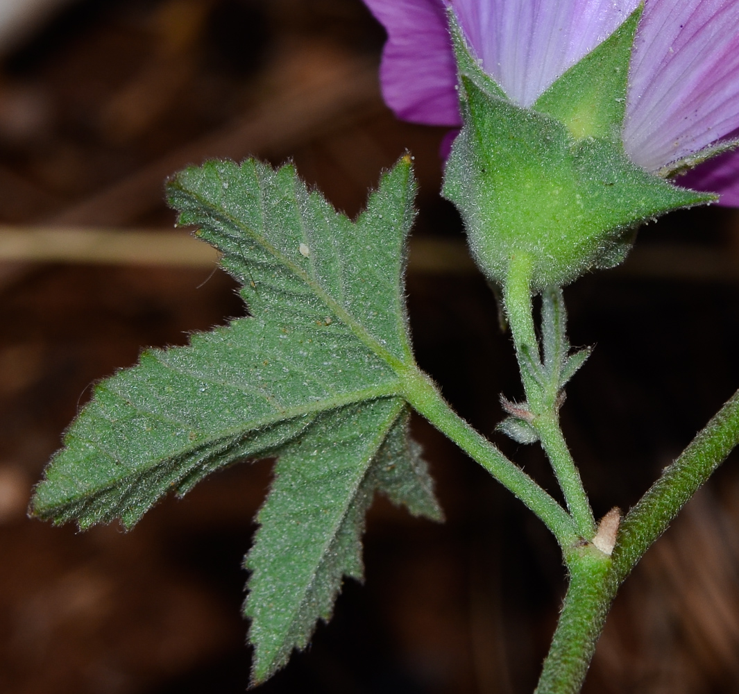 Изображение особи Malva punctata.