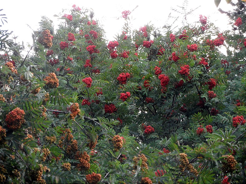 Image of Sorbus aucuparia specimen.