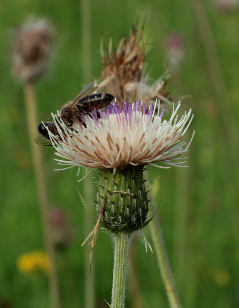 Image of Cirsium × tataricum specimen.