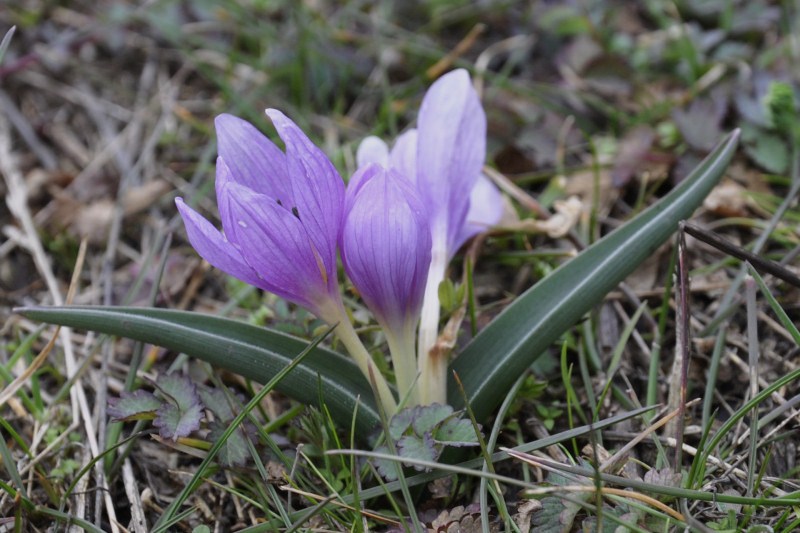 Изображение особи Colchicum doerfleri.