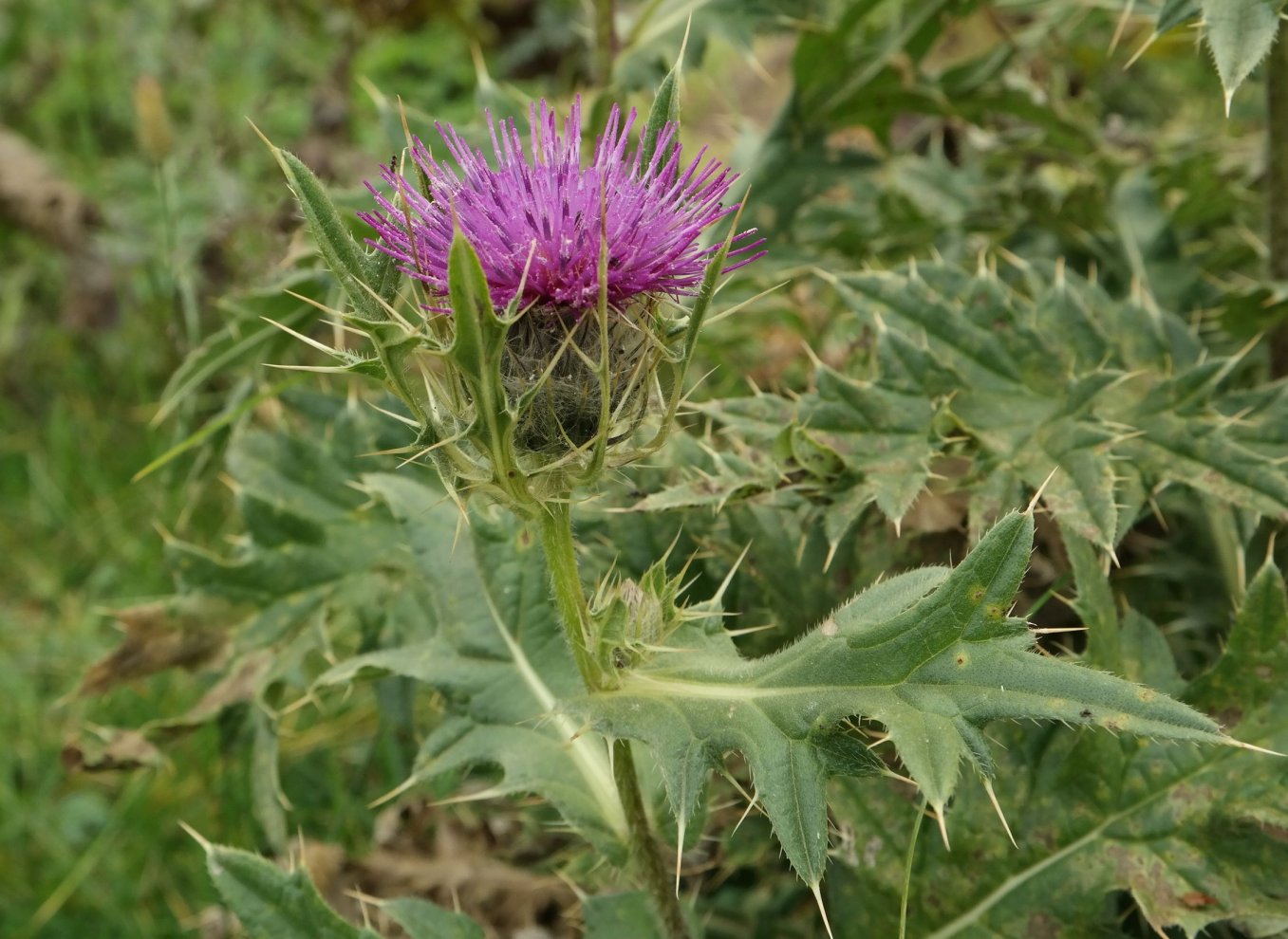 Image of Cirsium pugnax specimen.