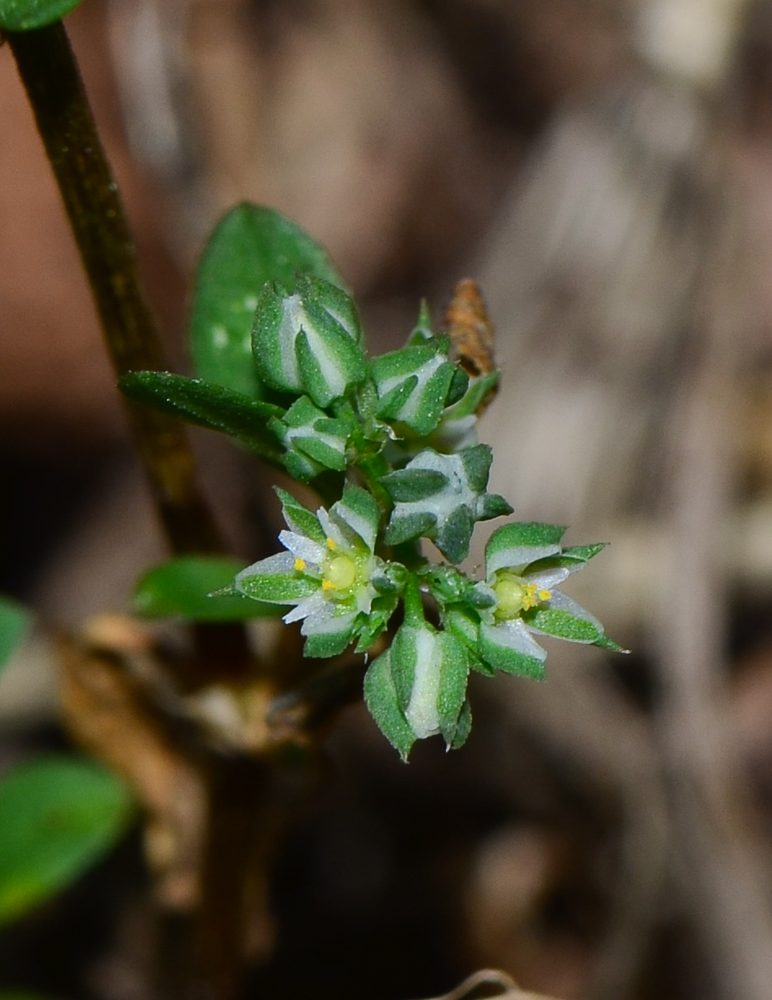 Image of Polycarpon tetraphyllum specimen.