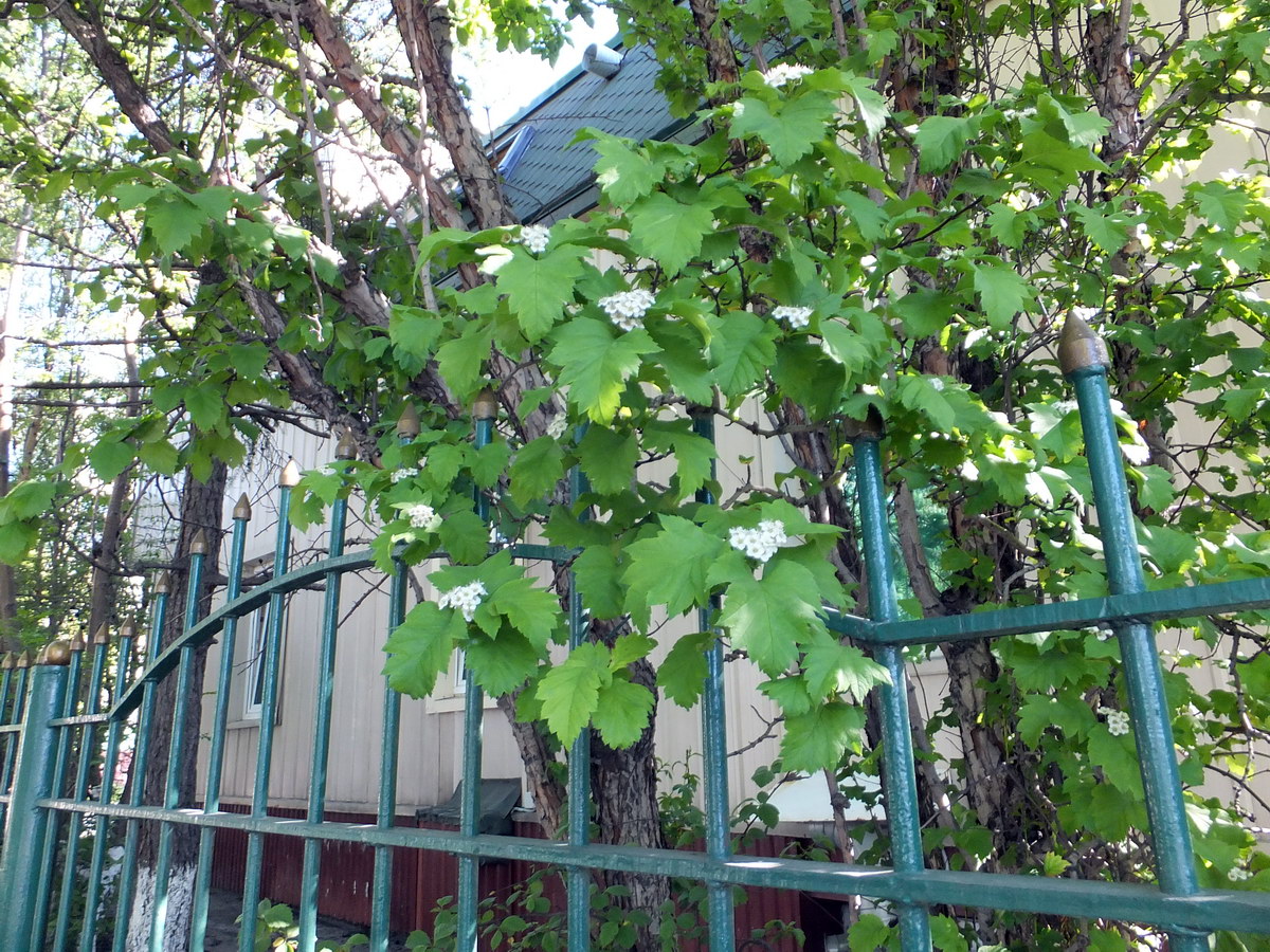 Image of Crataegus nigra specimen.