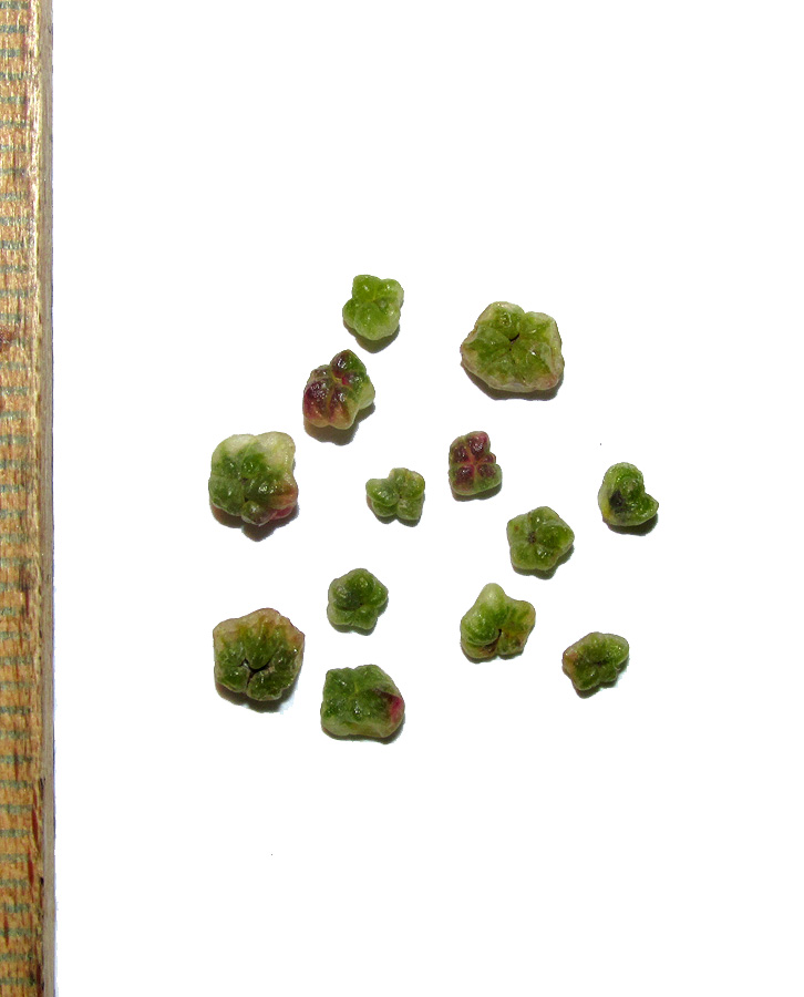Image of Suaeda salsa specimen.