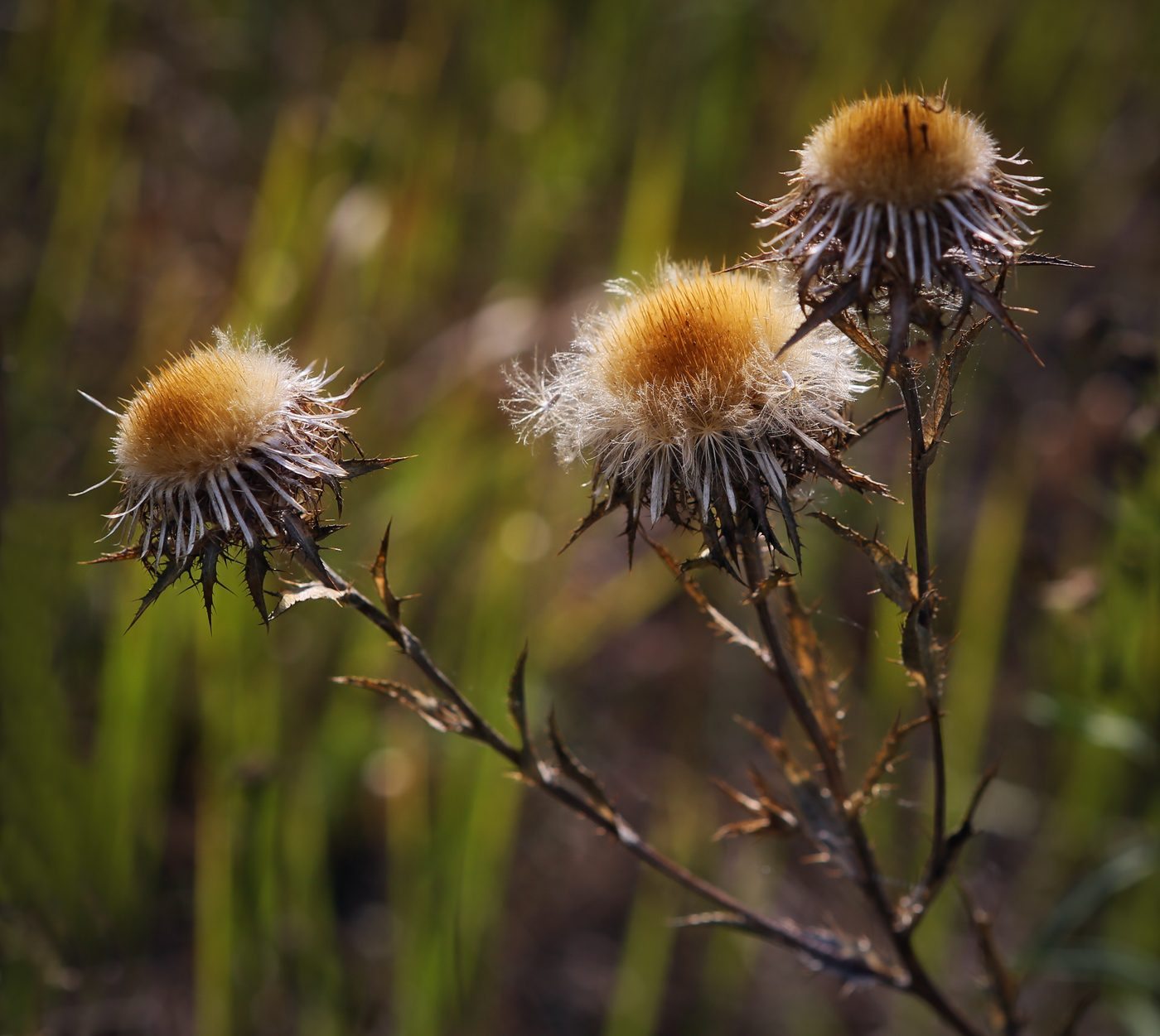 Image of Carlina vulgaris specimen.