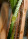 Brachypodium sylvaticum ssp. pubescens