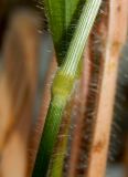 Brachypodium subspecies pubescens