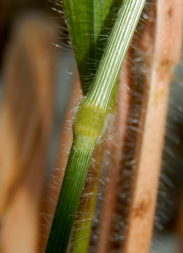 Изображение особи Brachypodium sylvaticum ssp. pubescens.