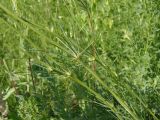 Galium octonarium. Средняя часть побега. Украина, Запорожский р-н, Дурная балка, разнотравная степь. 21.05.2016.