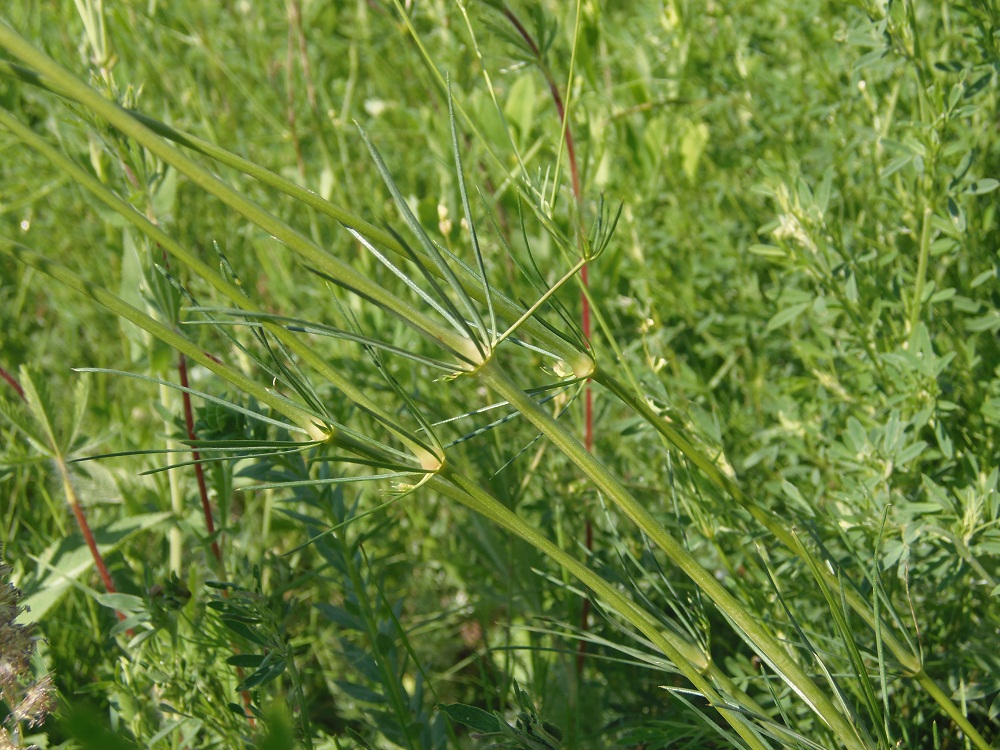 Изображение особи Galium octonarium.