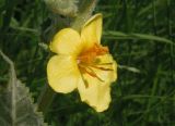 Verbascum ovalifolium. Цветок. Украина, Запорожский р-н, Дурная балка, разнотравная степь. 07.06.2016.