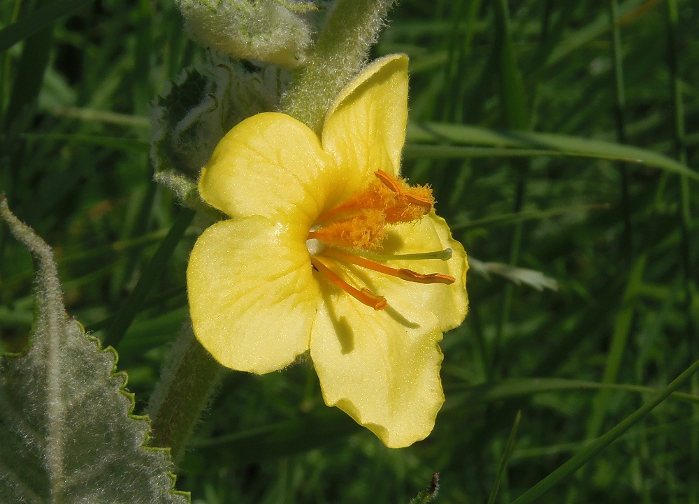 Изображение особи Verbascum ovalifolium.