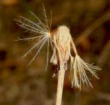 Leontodon hispidus ssp. hastilis