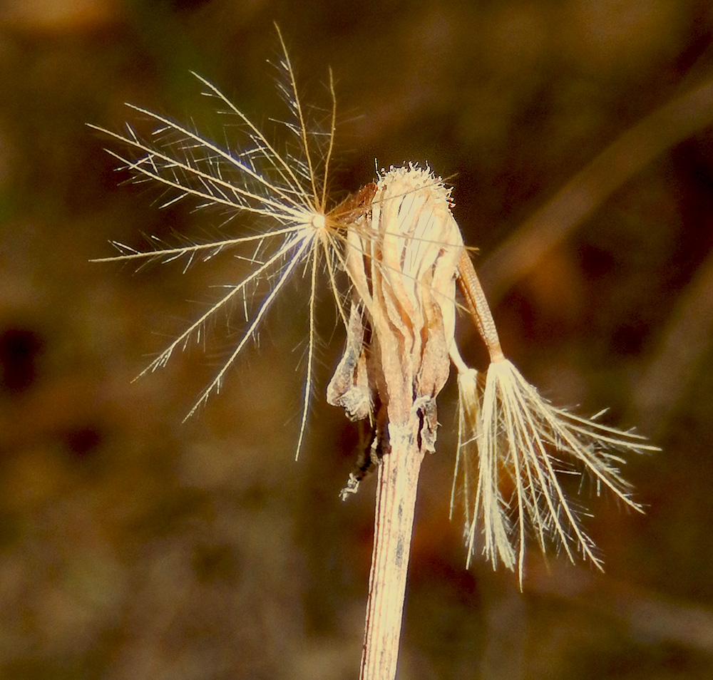 Image of Leontodon hispidus ssp. hastilis specimen.