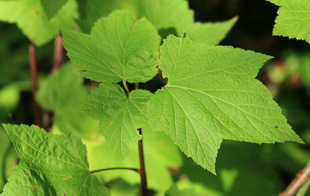 Изображение особи Ribes latifolium.