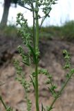 Artemisia palustris