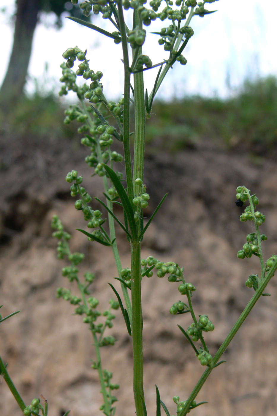 Image of Artemisia palustris specimen.