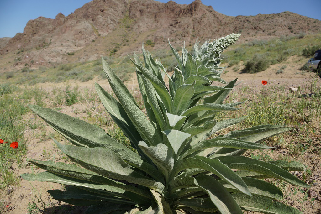 Image of Verbascum songaricum specimen.