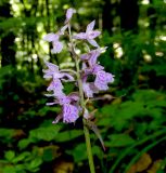 Dactylorhiza urvilleana