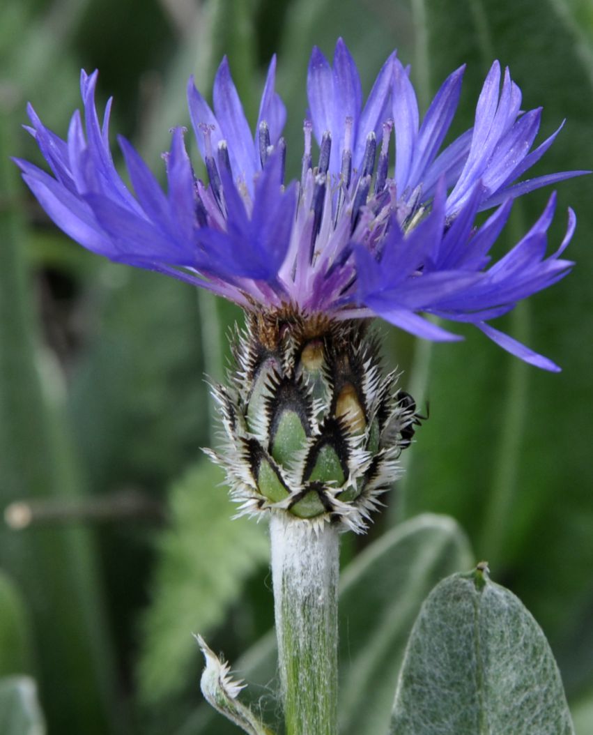 Изображение особи Centaurea pichleri.