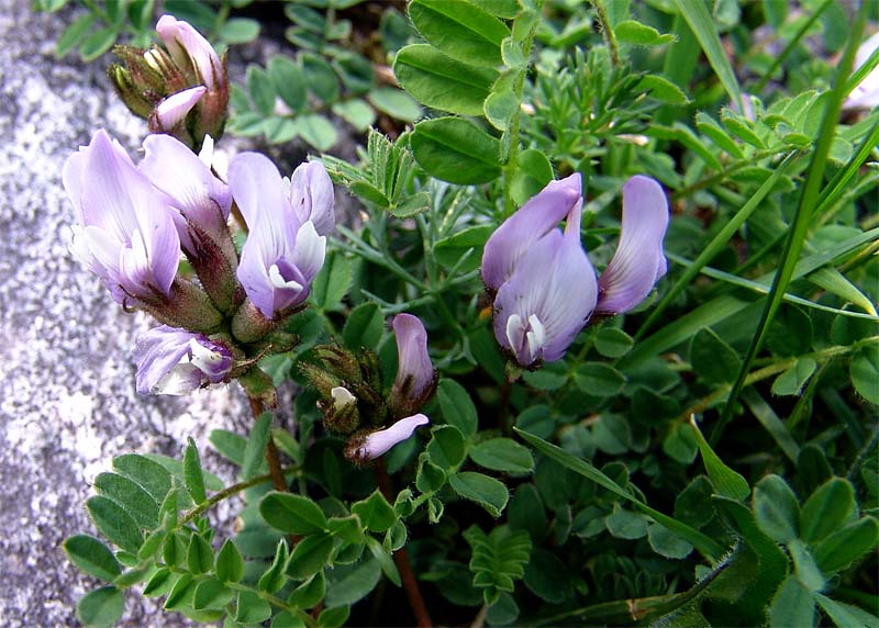 Изображение особи Astragalus oreades.