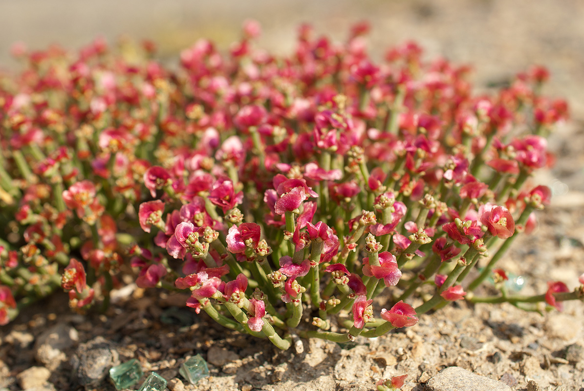 Изображение особи Anabasis brevifolia.