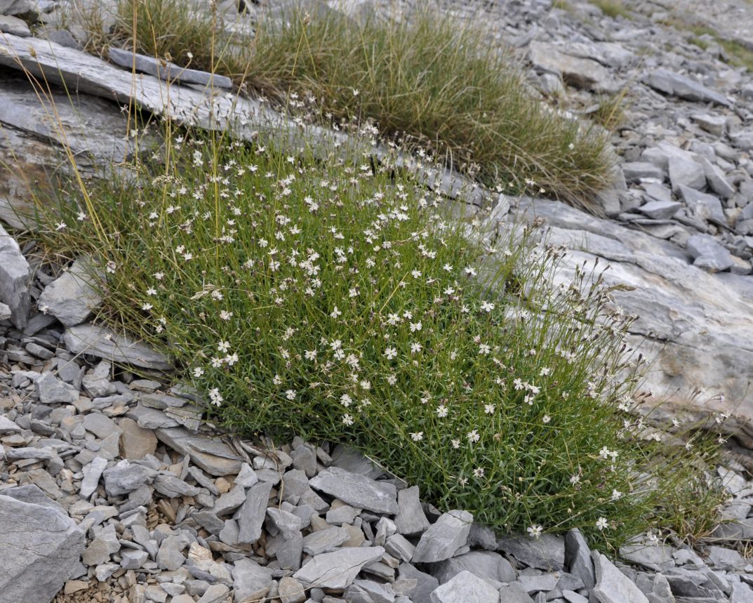 Image of Silene parnassica specimen.