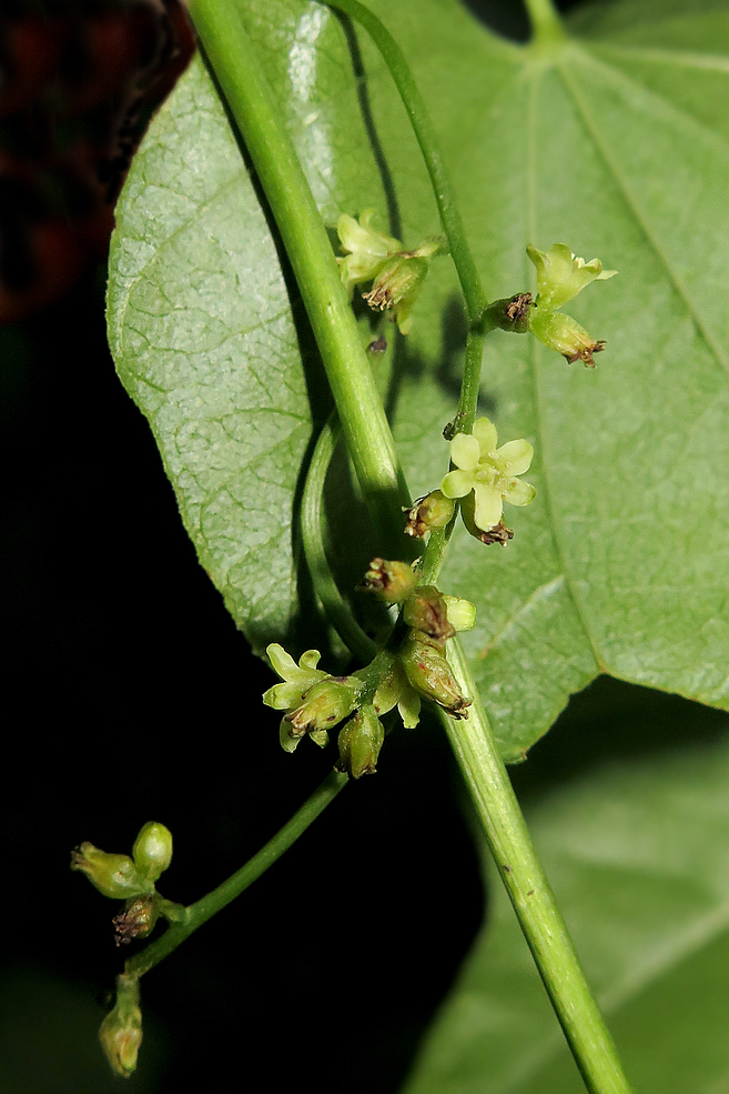 Image of Dioscorea nipponica specimen.