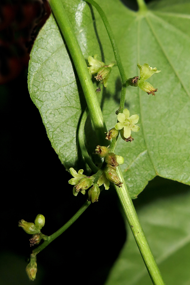 Изображение особи Dioscorea nipponica.