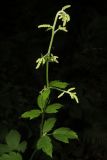 Cimicifuga dahurica