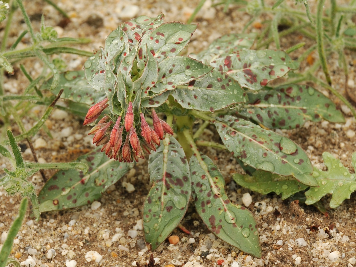 Изображение особи Eremothera boothii ssp. condensata.