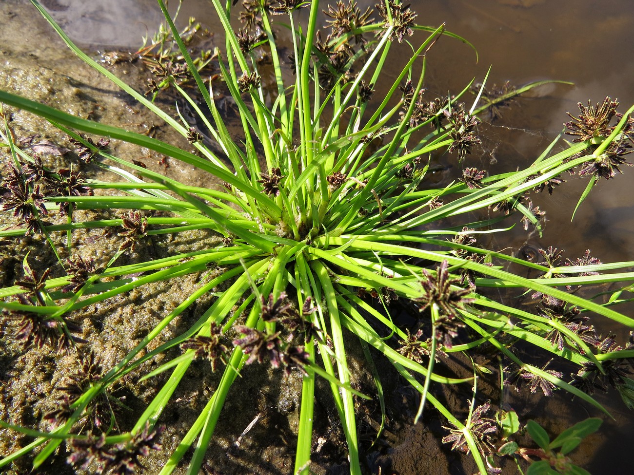 Image of Cyperus fuscus specimen.