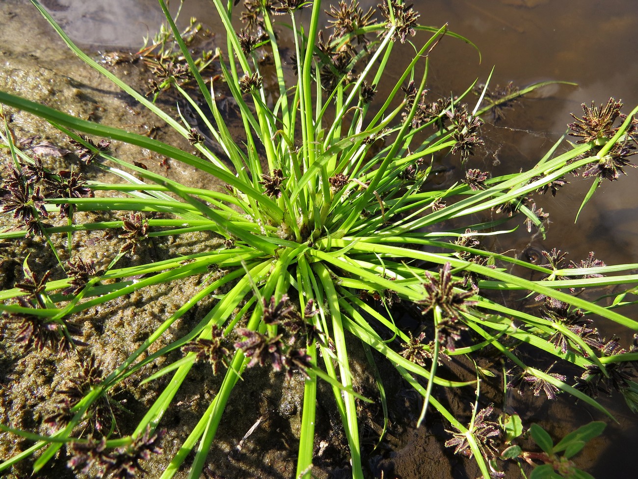 Изображение особи Cyperus fuscus.