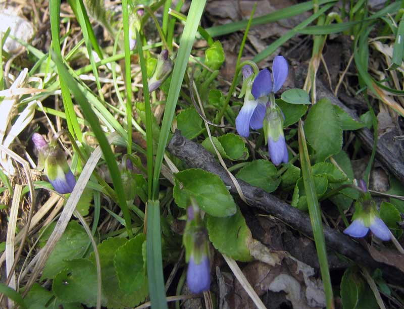 Image of genus Viola specimen.