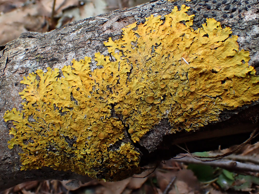 Image of Xanthoria parietina specimen.