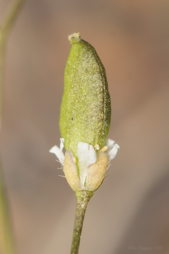 Image of Erophila verna specimen.